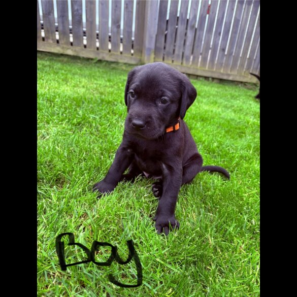 Labrador Retriever - Both
