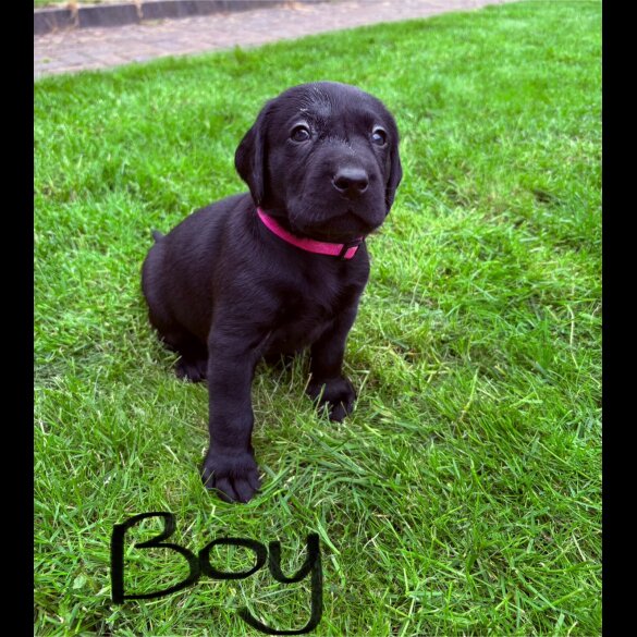 Labrador Retriever - Both