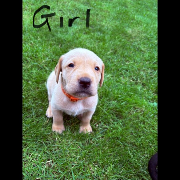 Labrador Retriever - Both