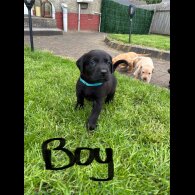 Labrador Retriever - Both