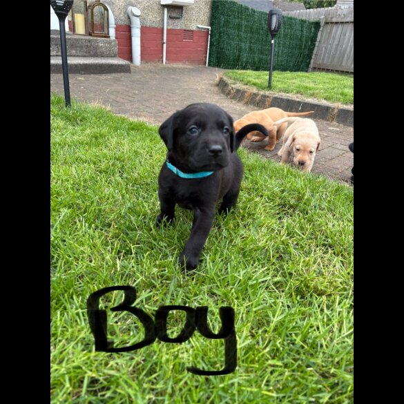 Labrador Retriever - Both