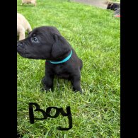 Labrador Retriever - Both