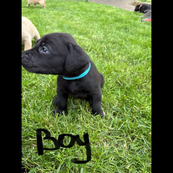 Labrador Retriever - Both
