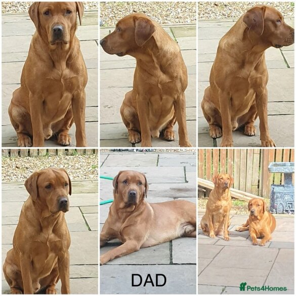 Labrador Retriever - Both