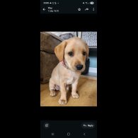 Labrador Retriever - Both