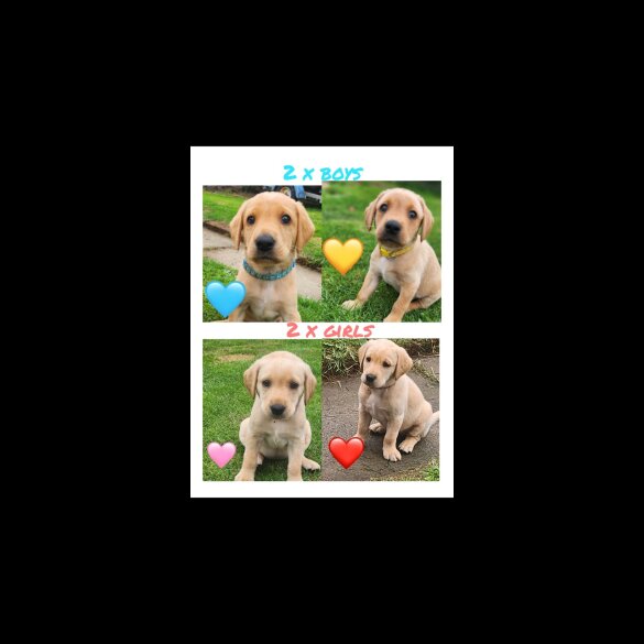 Labrador Retriever - Both