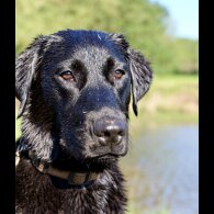 Labrador Retriever - Both