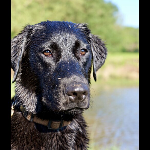 Labrador Retriever - Both