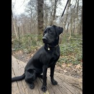 Labrador Retriever - Both