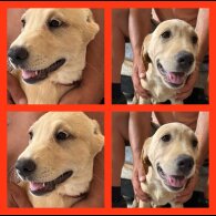 Labrador Retriever - Dogs
