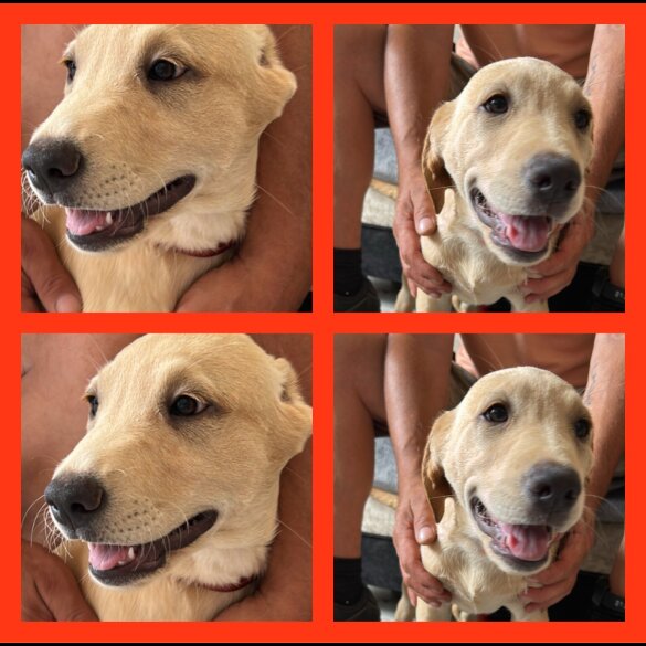 Labrador Retriever - Dogs
