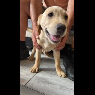 Labrador Retriever - Dogs