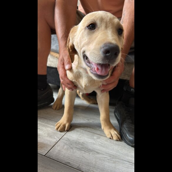 Labrador Retriever - Dogs