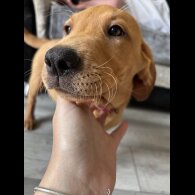 Labrador Retriever - Dogs