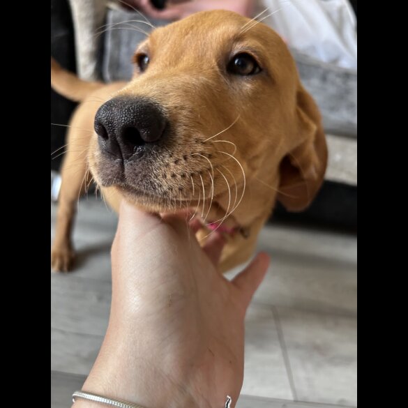 Labrador Retriever - Dogs