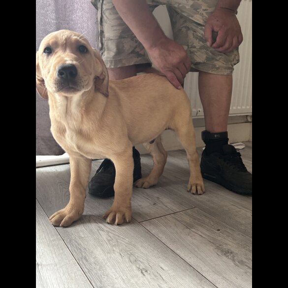 Labrador Retriever - Dogs