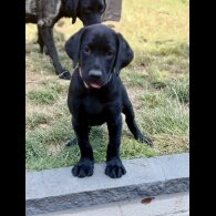 Labrador Retriever - Both