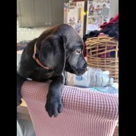 Labrador Retriever - Both