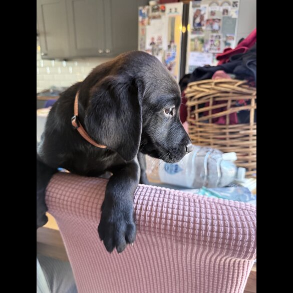 Labrador Retriever - Both