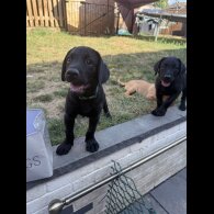 Labrador Retriever - Both