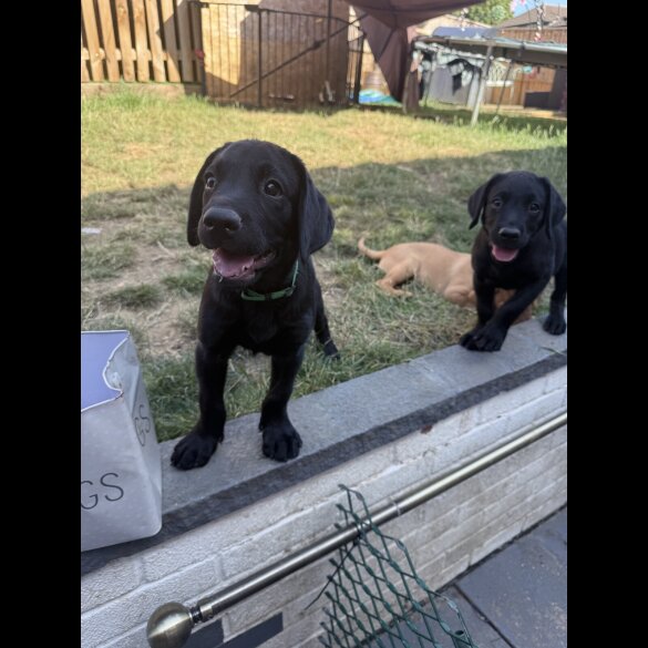 Labrador Retriever - Both