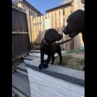 Labrador Retriever - Both