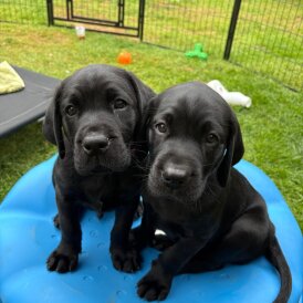 Labrador Retriever - Both