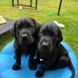 Labrador Retriever - Both