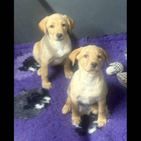 Labrador Retriever - Bitches