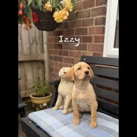 Labrador Retriever - Bitches