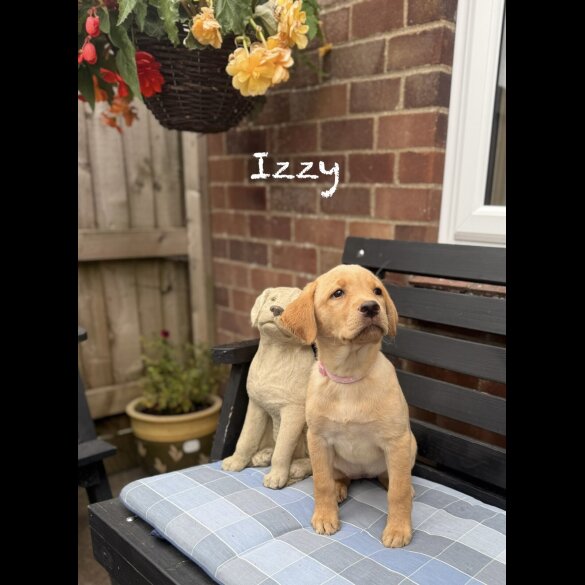 Labrador Retriever - Bitches