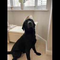 Labrador Retriever - Both