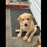 Labrador Retriever - Both