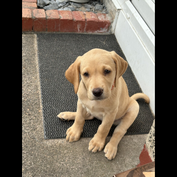 Labrador Retriever - Both