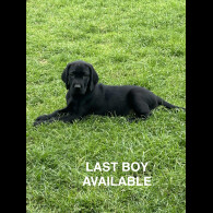 Labrador Retriever - Both
