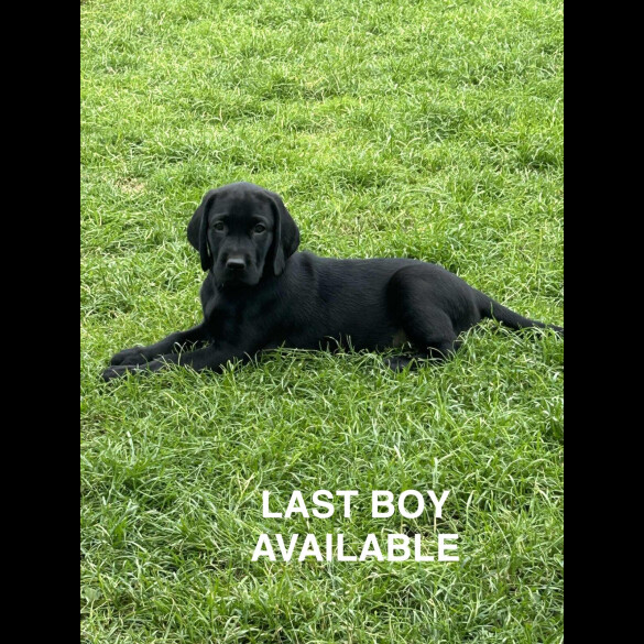 Labrador Retriever - Both