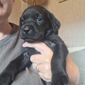 Labrador Retriever - Both
