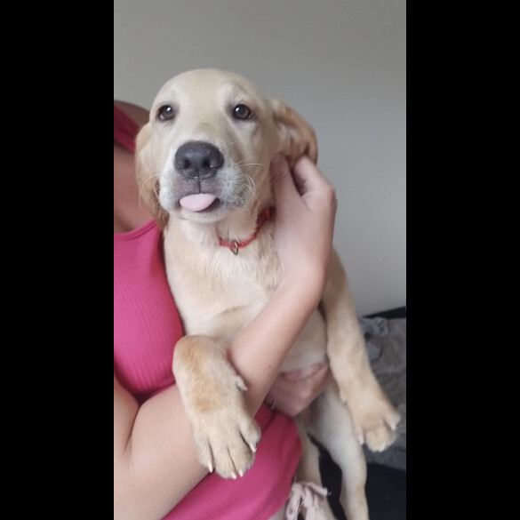 Labrador Retriever - Dogs