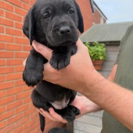 Labrador Retriever - Both