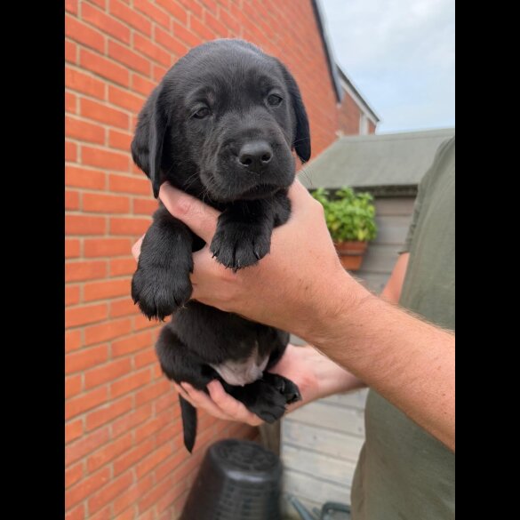 Labrador Retriever - Both