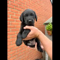 Labrador Retriever - Both