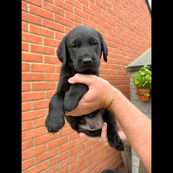 Labrador Retriever - Both