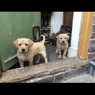 Labrador Retriever - Both
