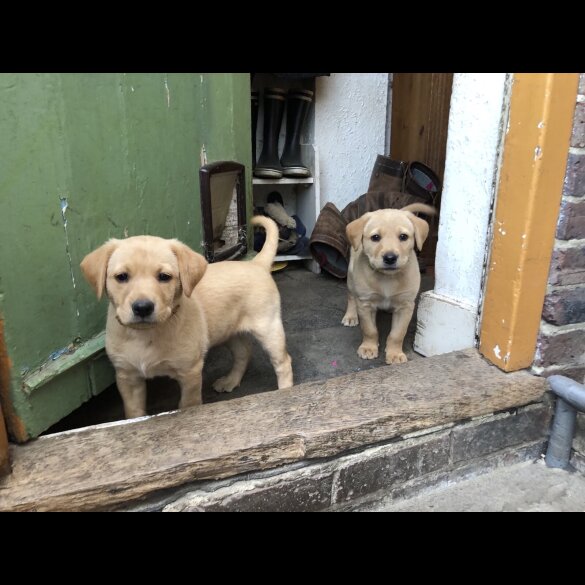 Labrador Retriever - Both