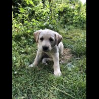 Labrador Retriever - Both