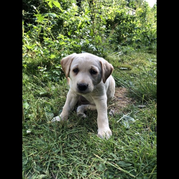 Labrador Retriever - Both