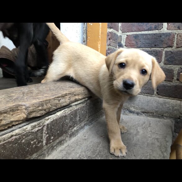 Labrador Retriever - Both