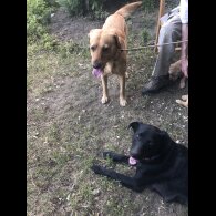 Labrador Retriever - Both
