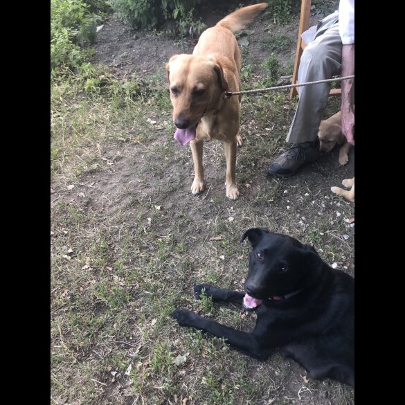Labrador Retriever - Both