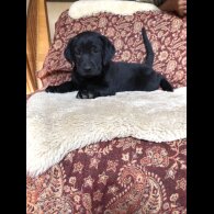Labrador Retriever - Both